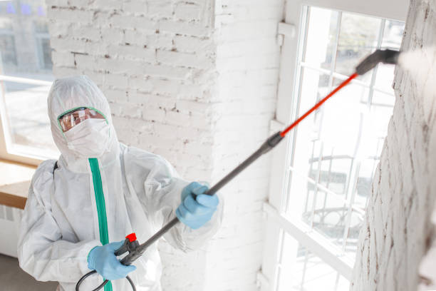 Best Black Mold Removal  in White City, OR