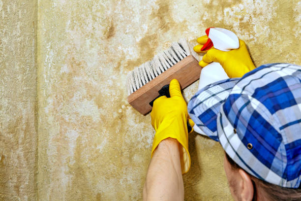 Professional Mold Removal in White City, OR