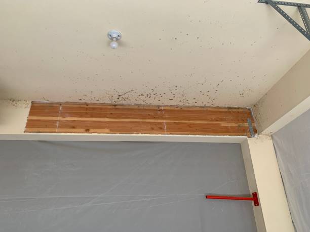 Best Dehumidification Services  in White City, OR